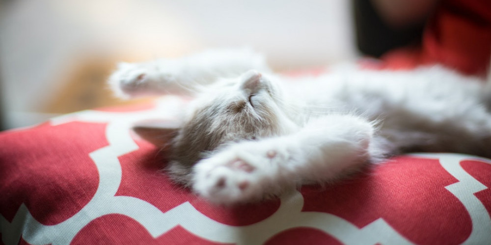 cat asleep on pillow